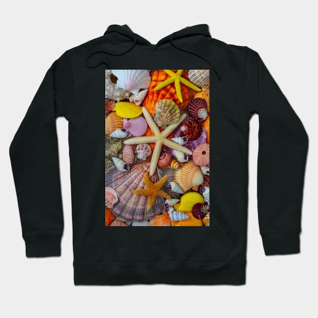 Pile Of Tropical Seashells And Starfish Hoodie by photogarry